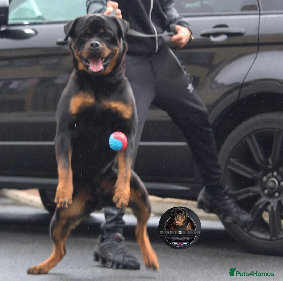 Rottweiler dogs for stud: Top KC Registered Health Tested Stud in Manchester - Advert 5