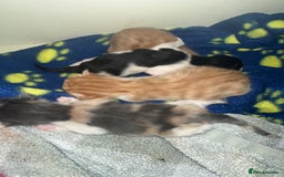 British Shorthair cats for sale: Kittens for loving homes  - Image 4