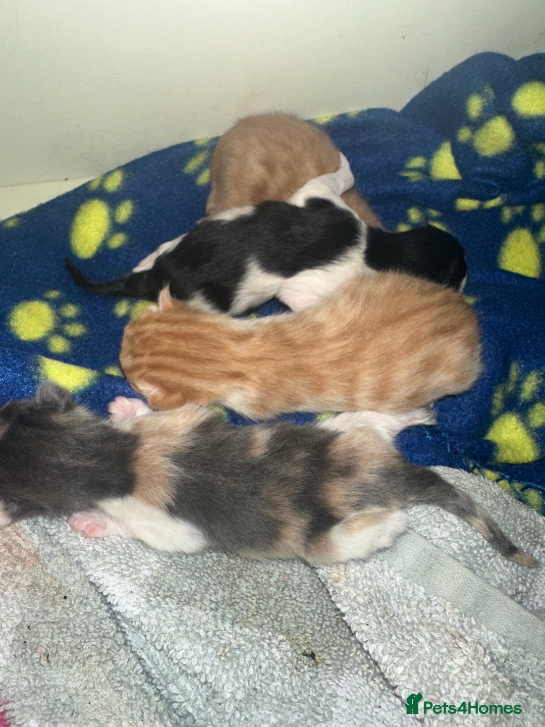 British Shorthair cats for sale: Kittens for loving homes  - Image 4