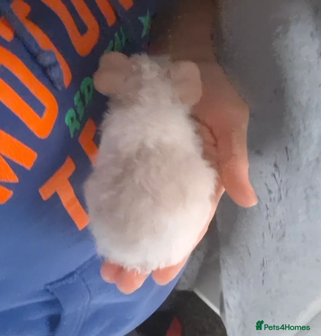 Guinea Pig rodents for sale: SOLD.    Single young female sow guinea pig  - Advert 2