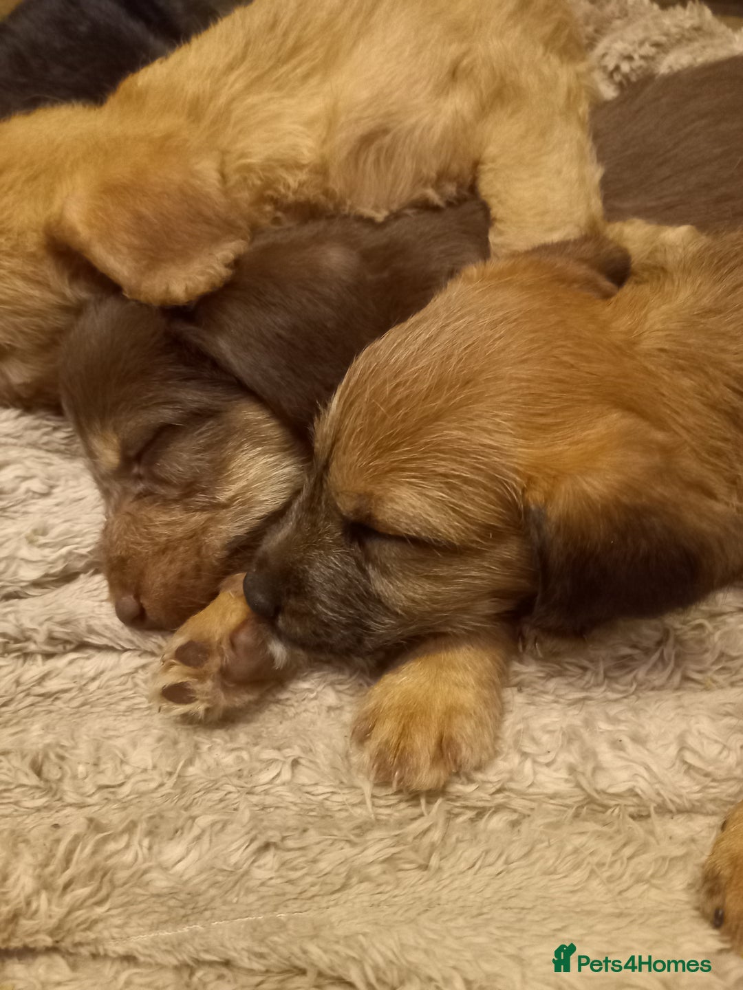 Bedlington Terrier dogs for sale: 7/8 Bedlington 1/8 whippet puppies  - Advert 19