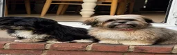 Lhasa Apso dogs for sale: 2 KC reg Lhasa Apsos aged 8 months in Fleet - Advert 2
