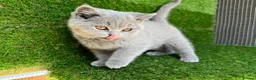 British Shorthair cats for sale: STUNNING BRITISH SHORTHAIR KITTENS GCCF REG - Advert 4