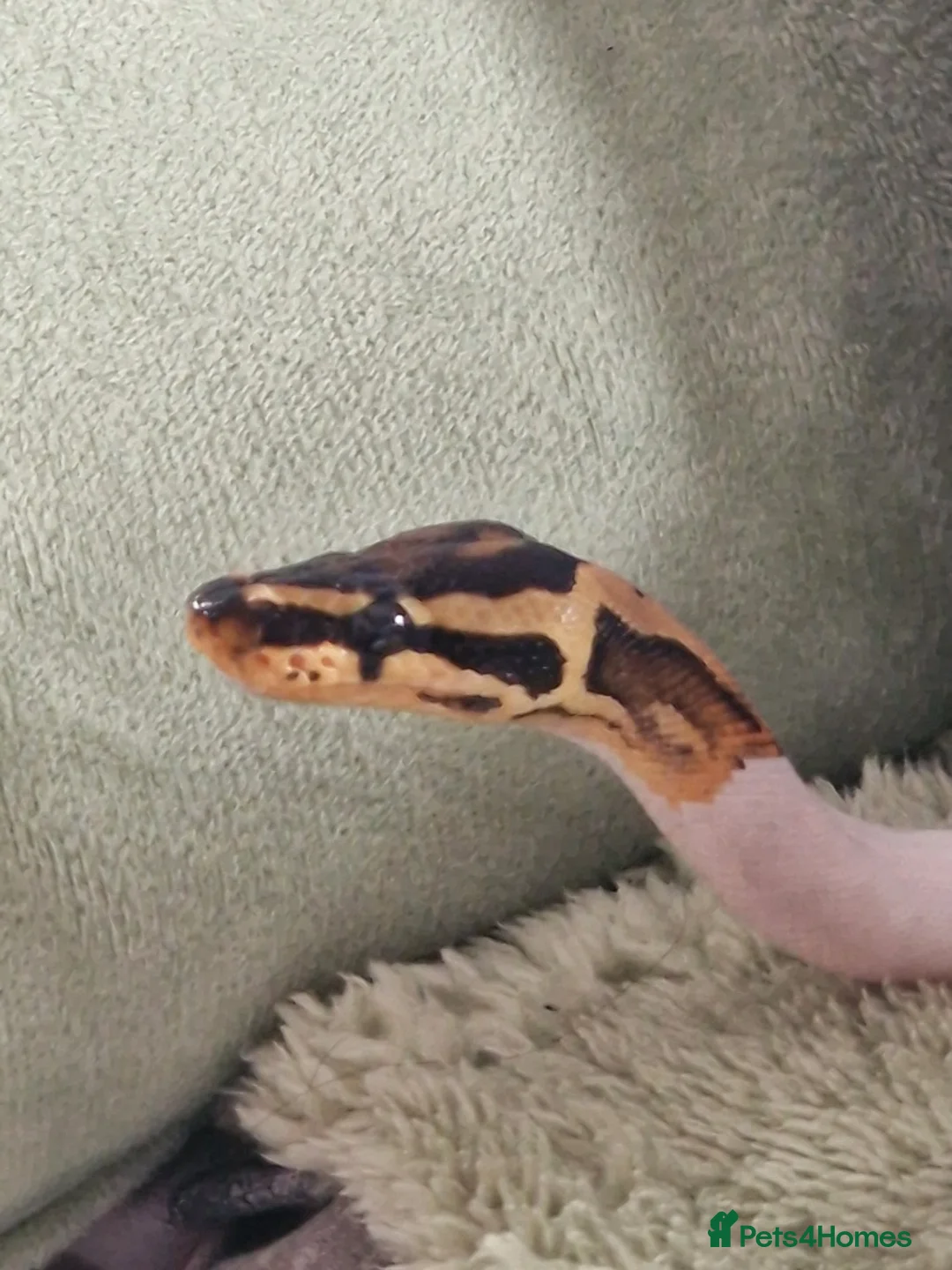 Python Snake reptiles for sale: Gorgeous Pied Male Royal Python with full set up - Advert 8