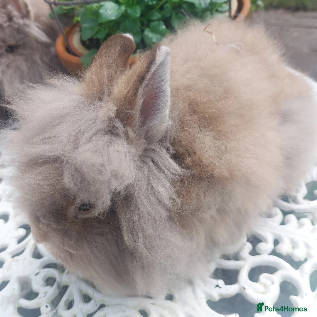 Lionhead rabbits for sale: PUREBRED DOUBLE LION HEAD BABIES  - Advert 5