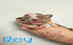 Mixed Breed dogs for sale: Last Beautiful Pink Frenchton Boy Pup Available  - Image 19