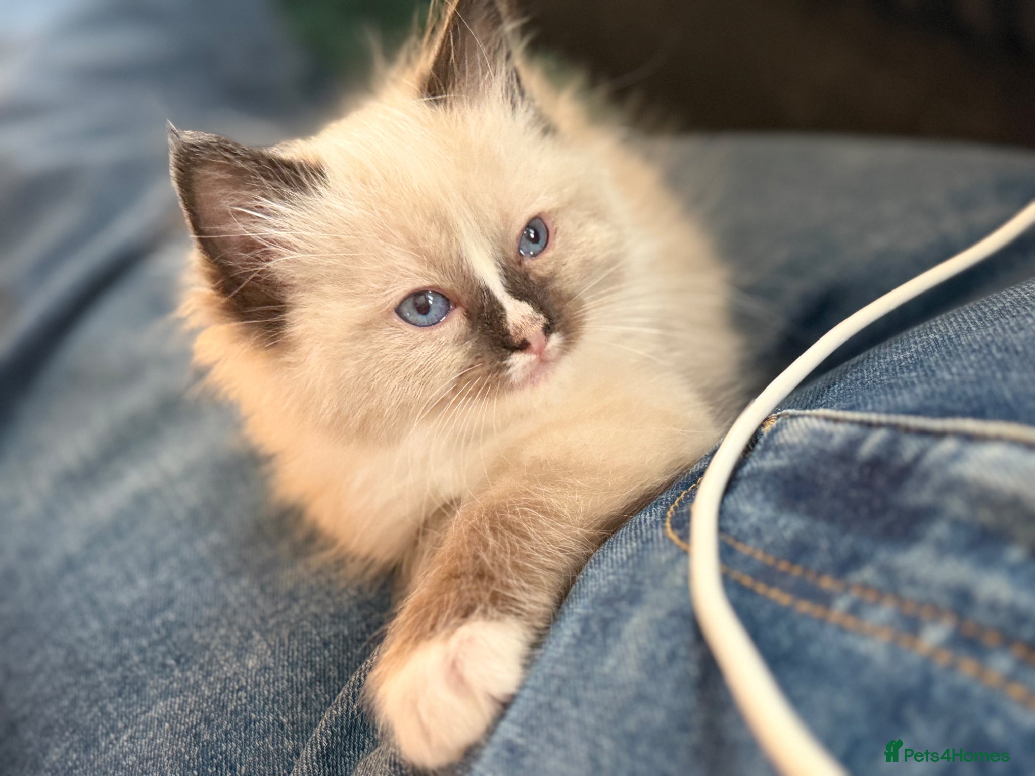 Ragdoll cats Stunning Ragdoll kittens  - Advert 1