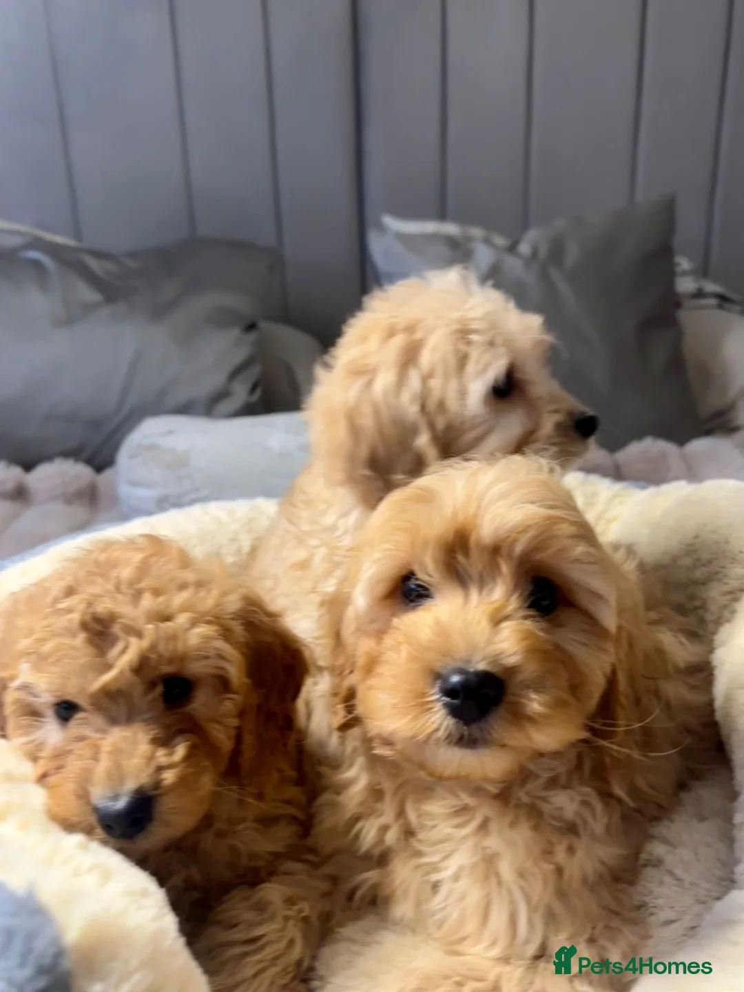 Cavapoo dogs for sale: Cavapoo puppies  - Advert 12