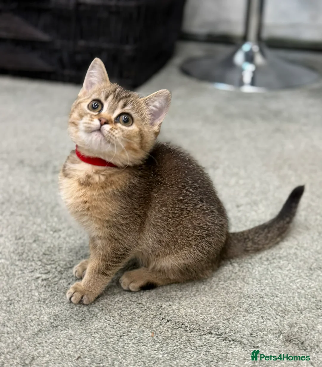 British Shorthair cats for sale: ⭐️1 LEFT Stunning BSH kittens GCCF registered ⭐️ - Advert 8