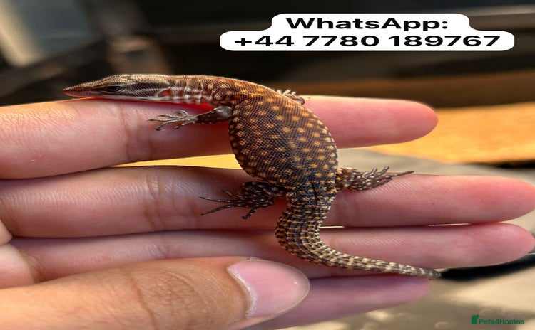 Monitor reptiles - Advert 13