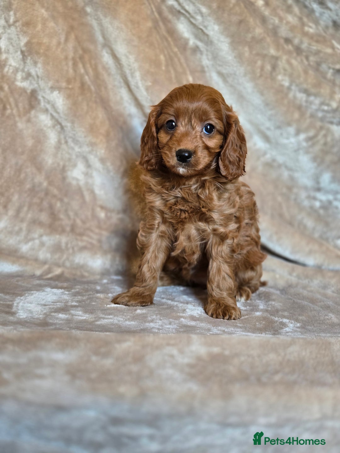 Cavapoo dogs for sale: Gorgeous Fox Red Cavapoo health tested parents  - Image 29