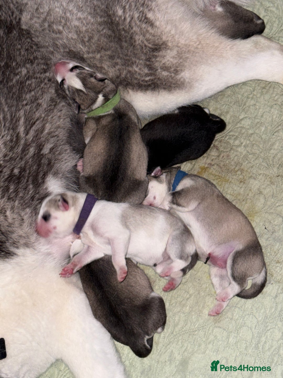 Siberian Husky dogs for sale: Beautiful Siberian Husky Puppies Ready to Reserve - Advert 10