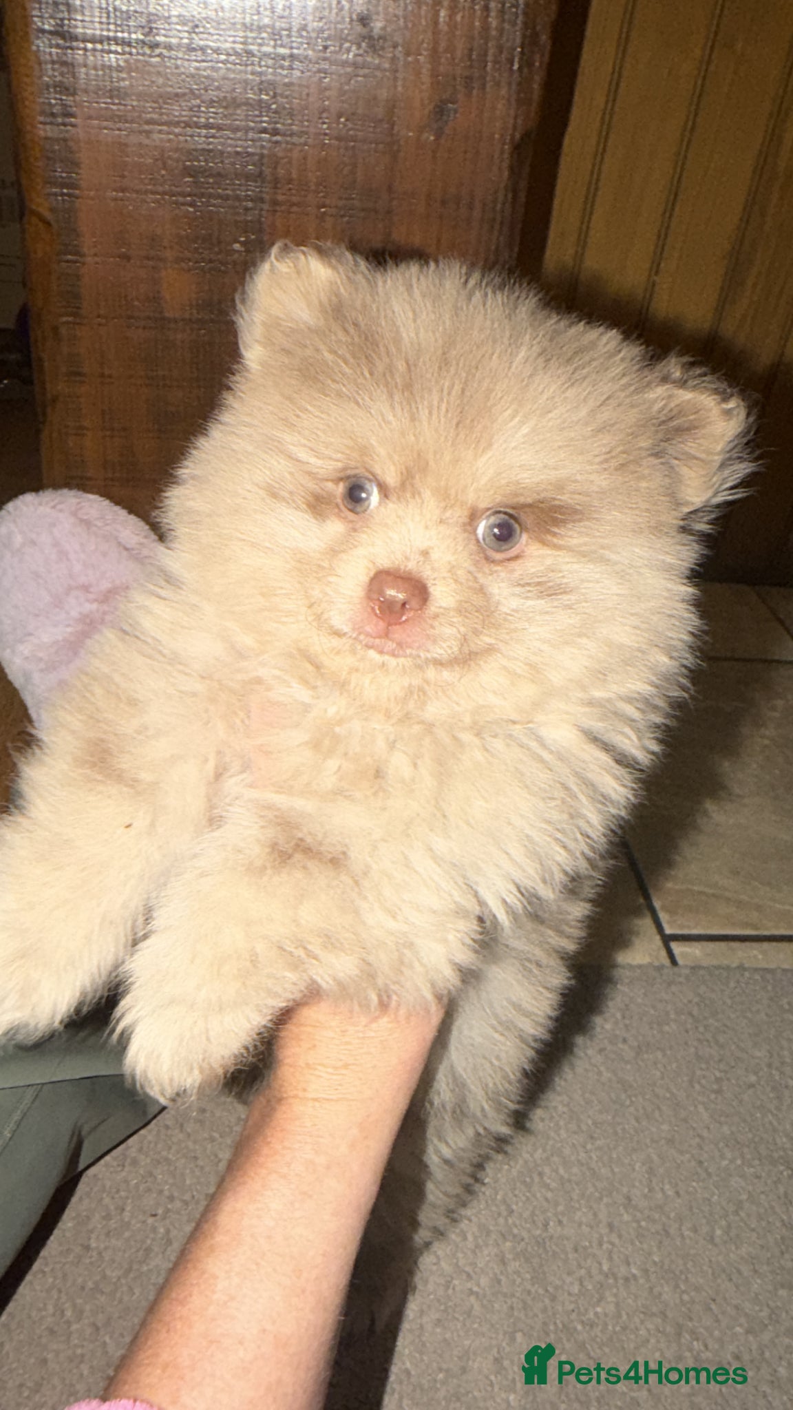 Pomeranian dogs 🍫  READY NOW CHOC & CREAM MEARLE BOY 🍫 - Advert 4