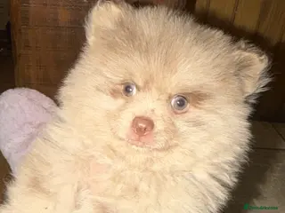 Pomeranian dogs 🍫 READY NOW CHOC & CREAM MEARLE BOY 🍫 - Advert 4