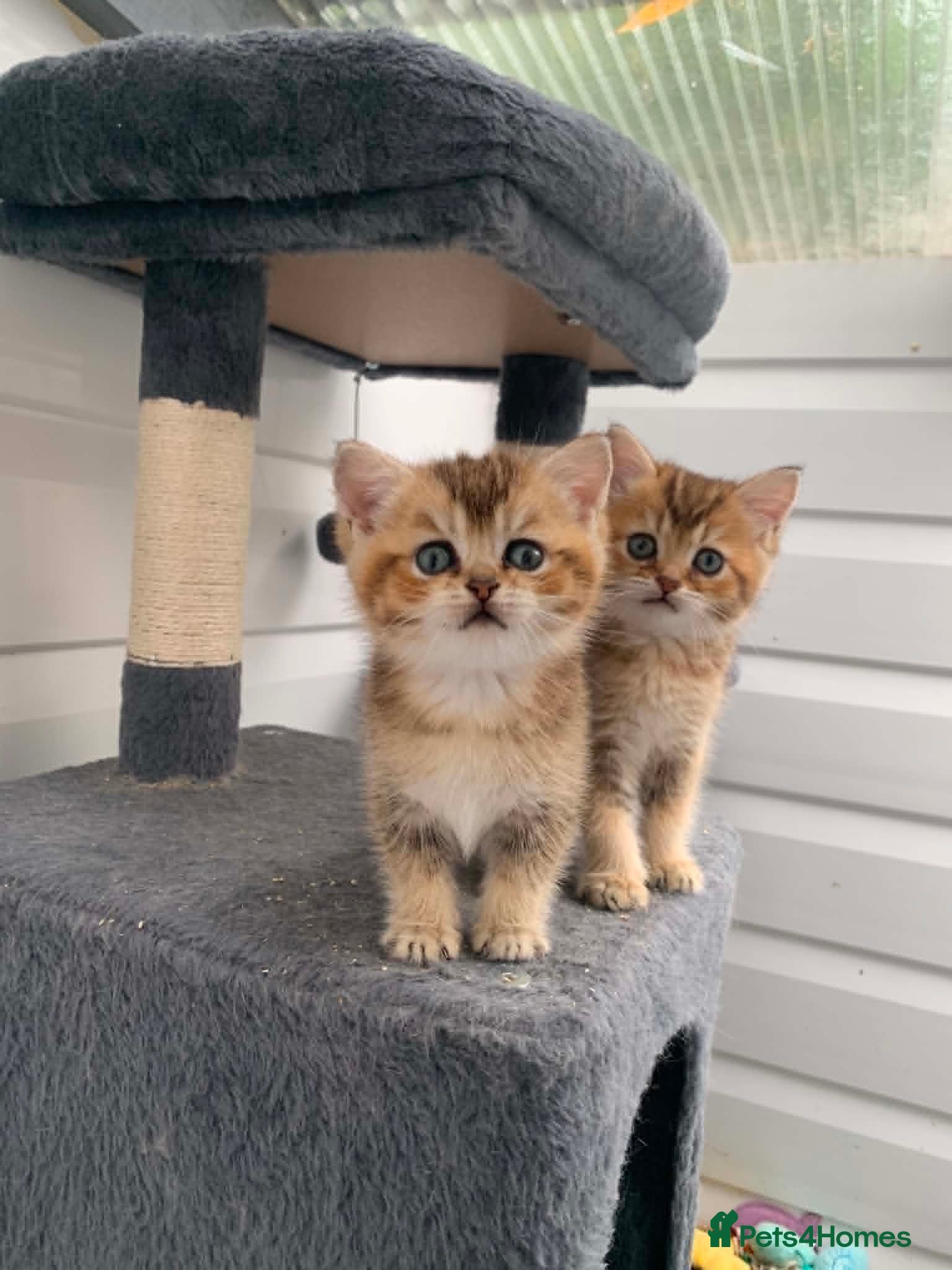 British Shorthair cats BSH Silver and Blue Ticked Shaded - Advert 2