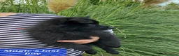 German Spitz dogs for sale: 1 German Spitz Mittel Boy left - Black - Advert 5