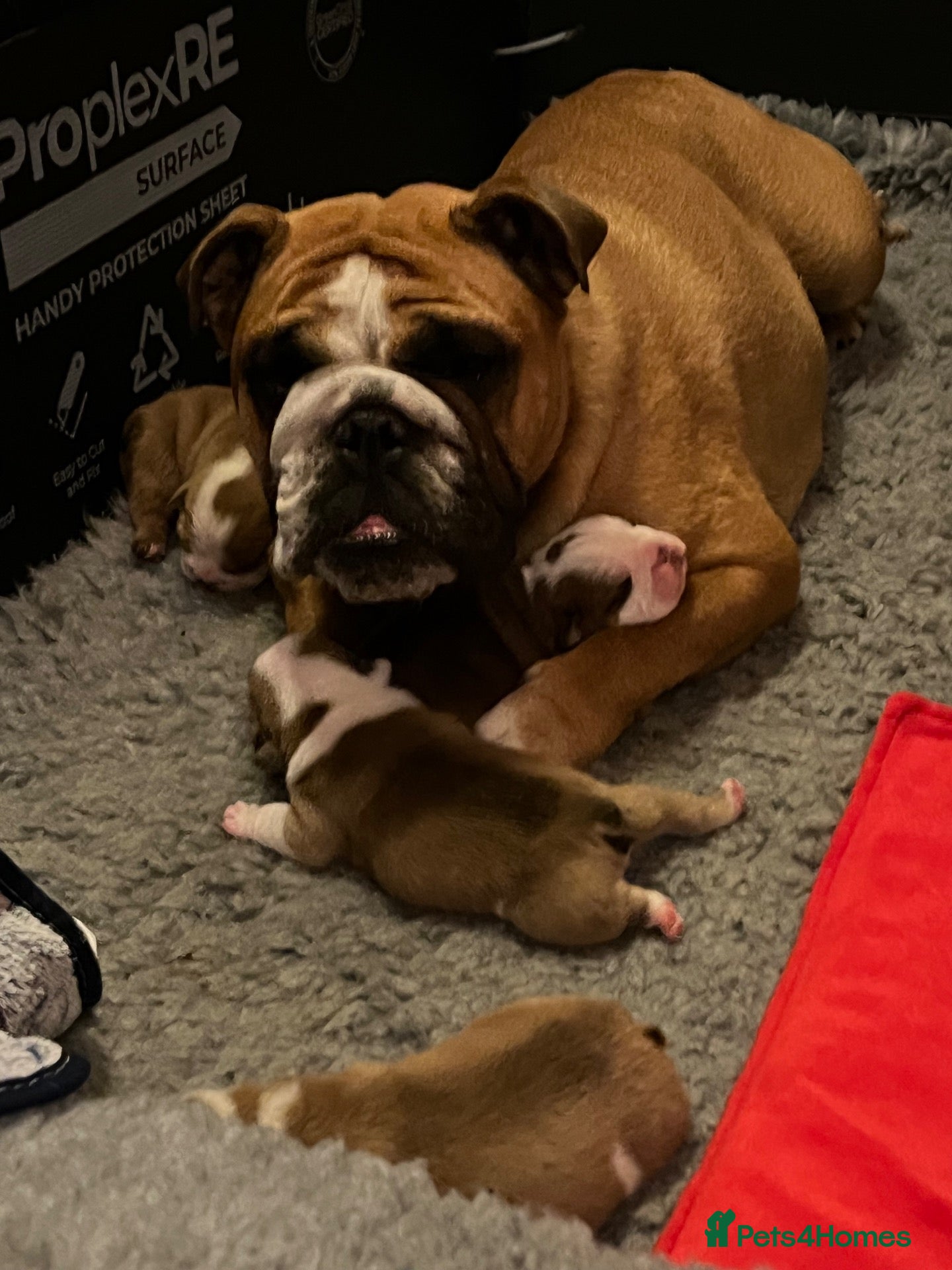 English Bulldog dogs for sale: KC British Bulldog puppies  - Advert 3