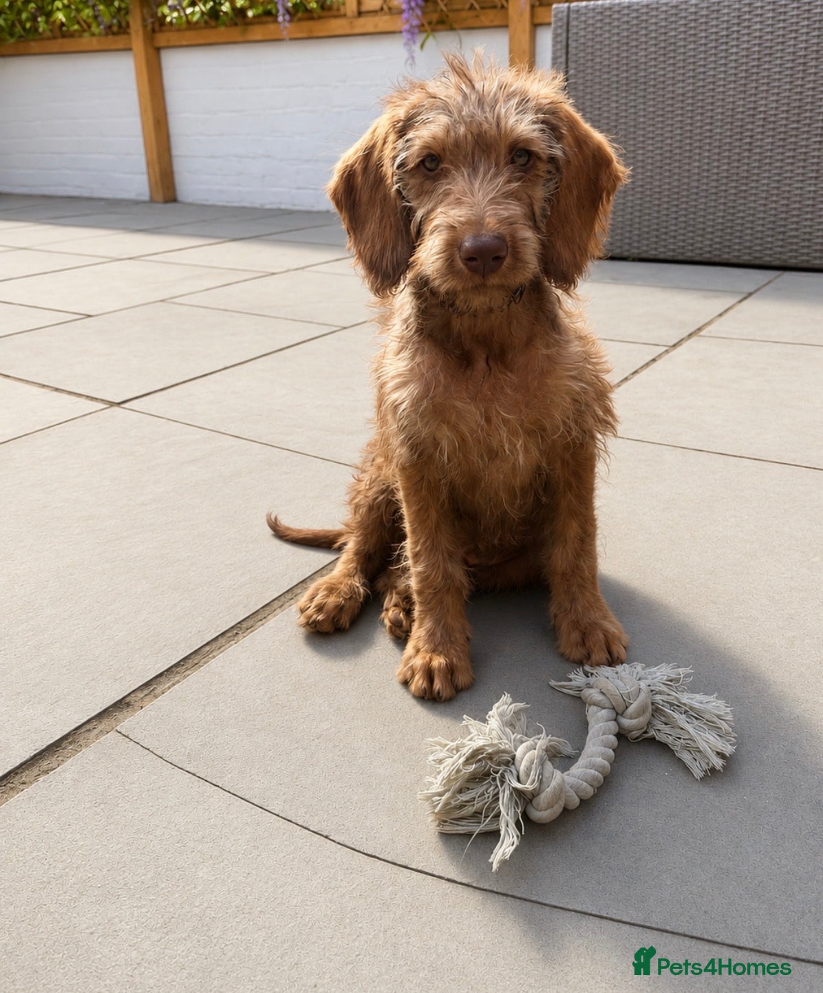 Labradoodle dogs Labradoodles puppies last girl  - Advert 4