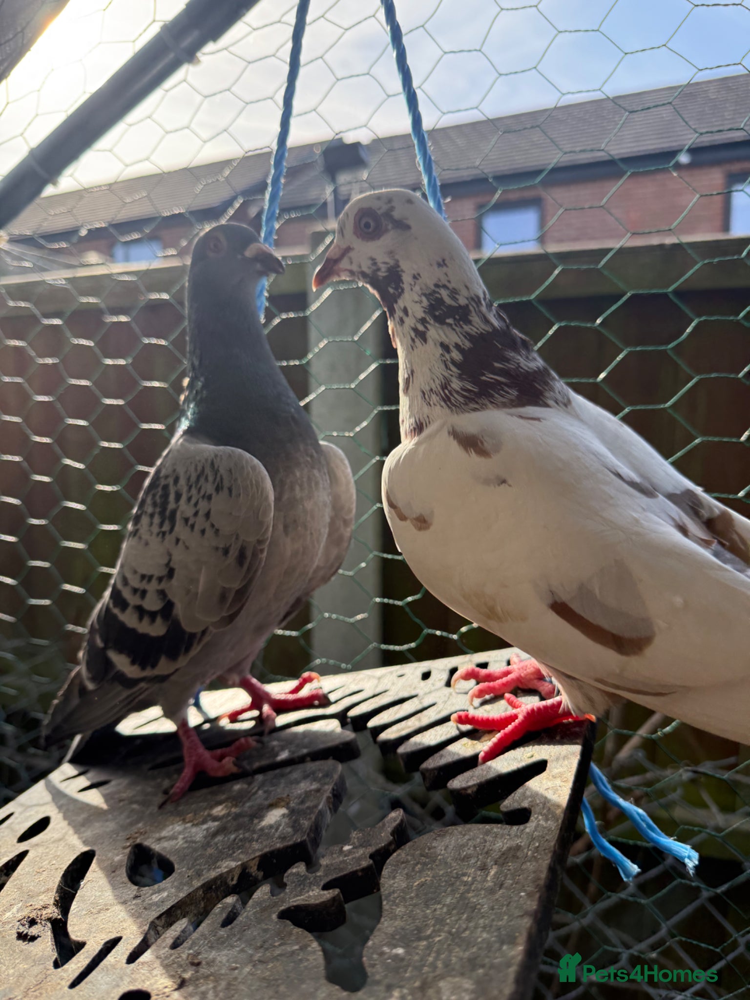 Pigeons birds 2 male pigeons  - Advert 1