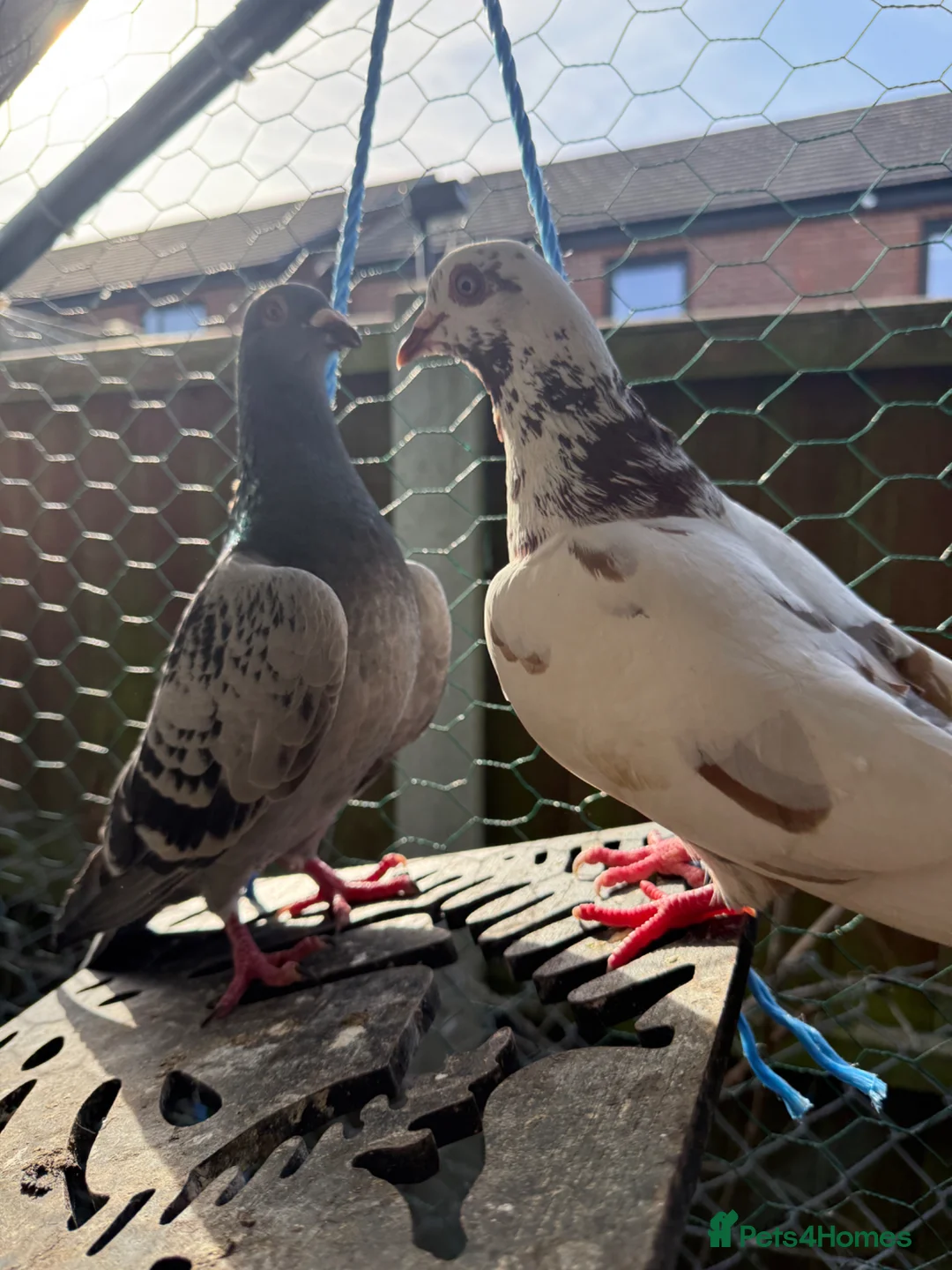 Pigeons birds for sale: 2 male pigeons  in Towcester - Advert 1