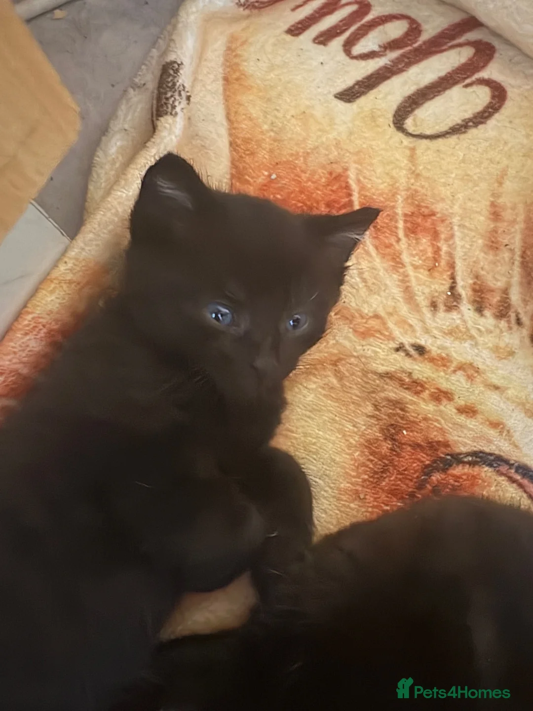 British Shorthair cats for sale: Black/ black and white kittens in Eastbourne - Advert 2