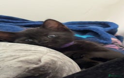 Mixed Breed cats for sale: 3 month old female kitten  - Image 2