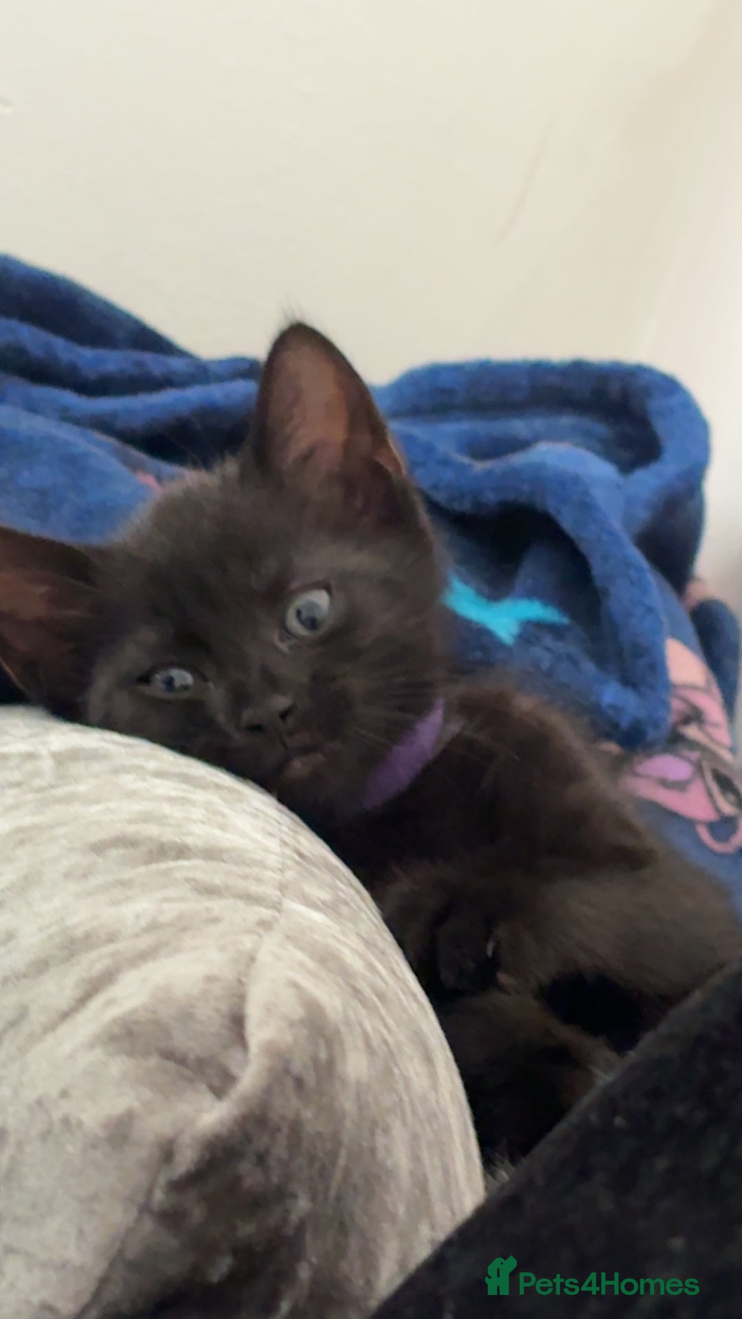 Mixed Breed cats for sale: 3 month old female kitten  - Image 2