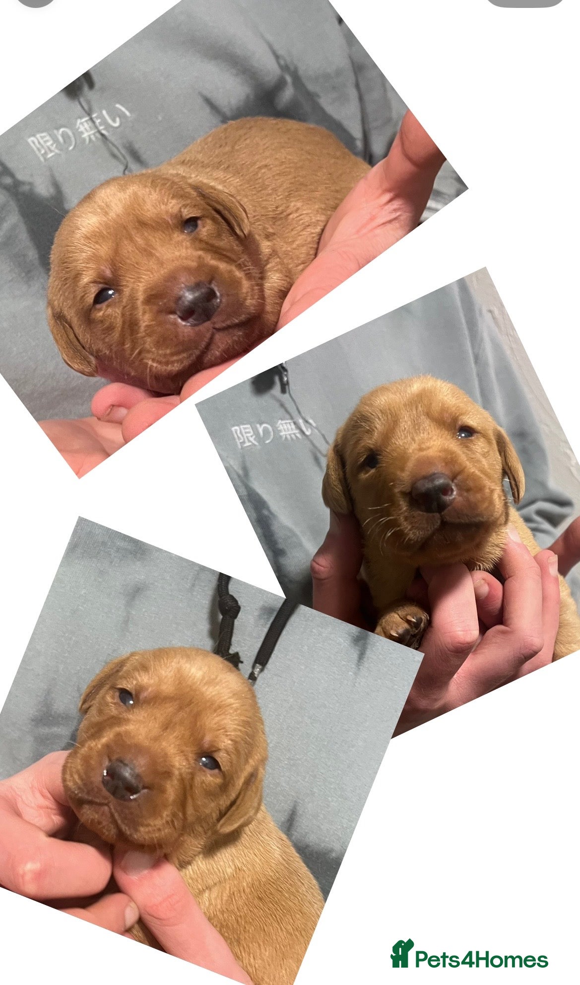 Labrador Retriever dogs SUPER DARK FOX RED PUPS FROM HEALTH TESTED PARENTS - Advert 17