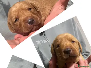 Labrador Retriever dogs SUPER DARK FOX RED PUPS FROM HEALTH TESTED PARENTS - Advert 17
