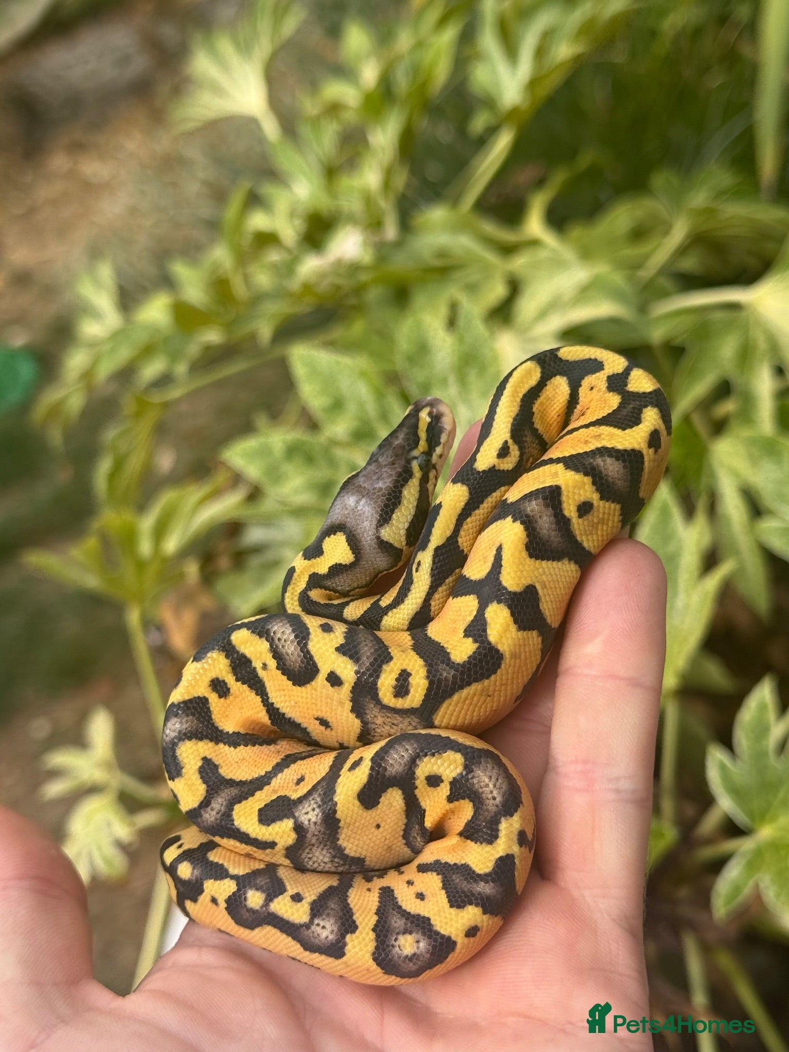 Python Snake reptiles Super Pastel het pied  - Advert 19