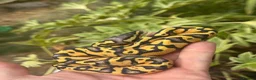 Python Snake reptiles for sale: Super Pastel het pied  - Advert 1