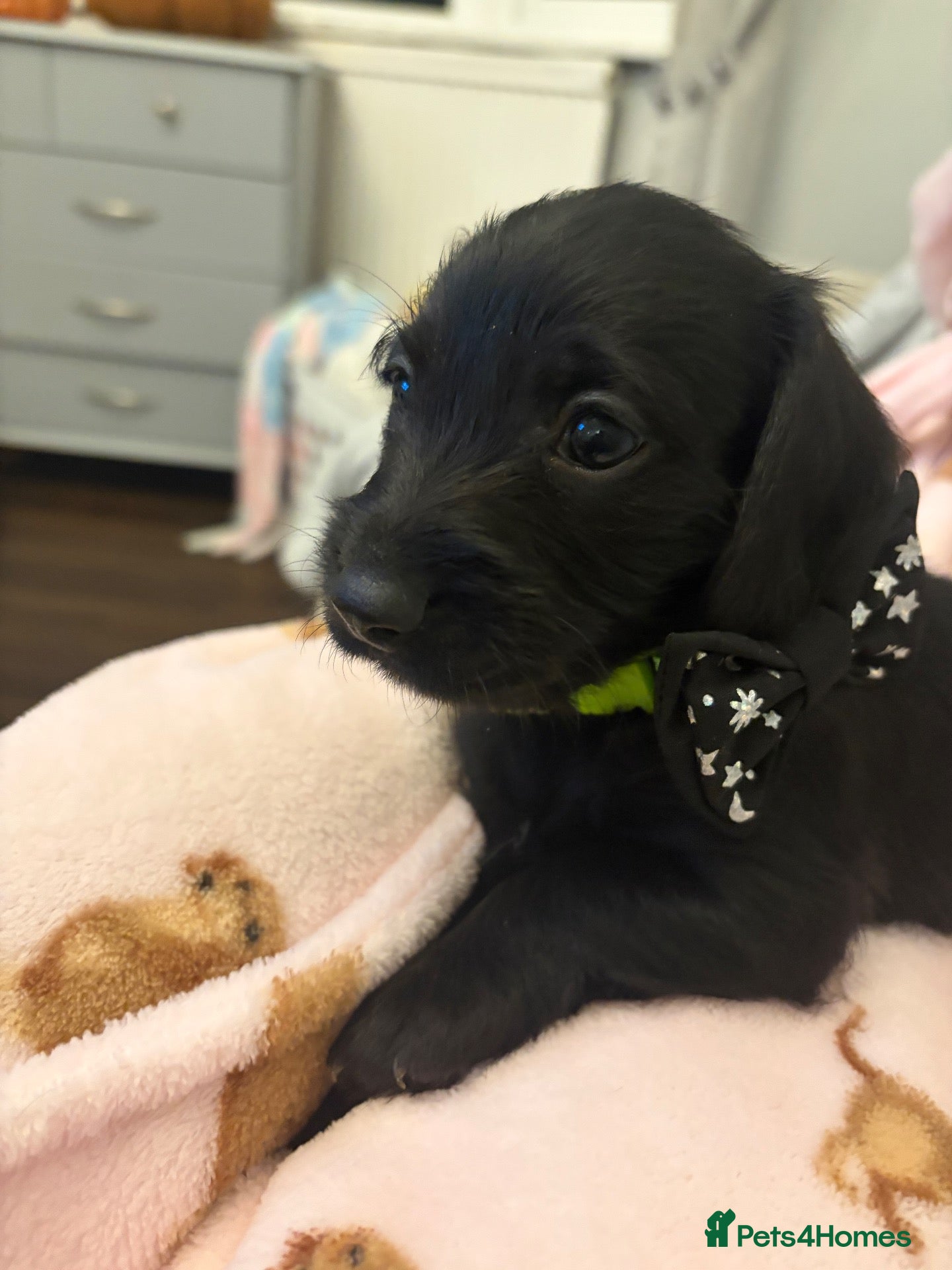 Mixed Breed dogs Gorgeous doxiepoos for sale  - Advert 2