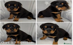 Rottweiler dogs for sale: **Stunning Rottweiler Puppies** - Image 2