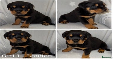 Rottweiler dogs - Advert 6