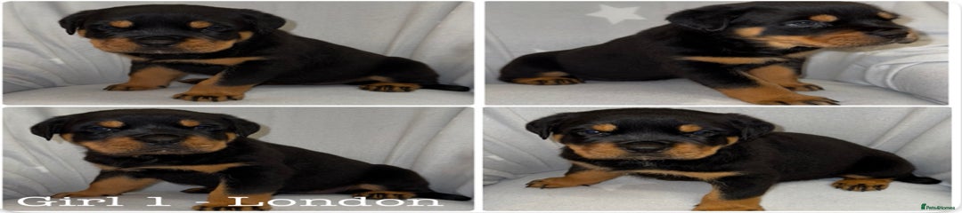 Rottweiler Puppy 1 London