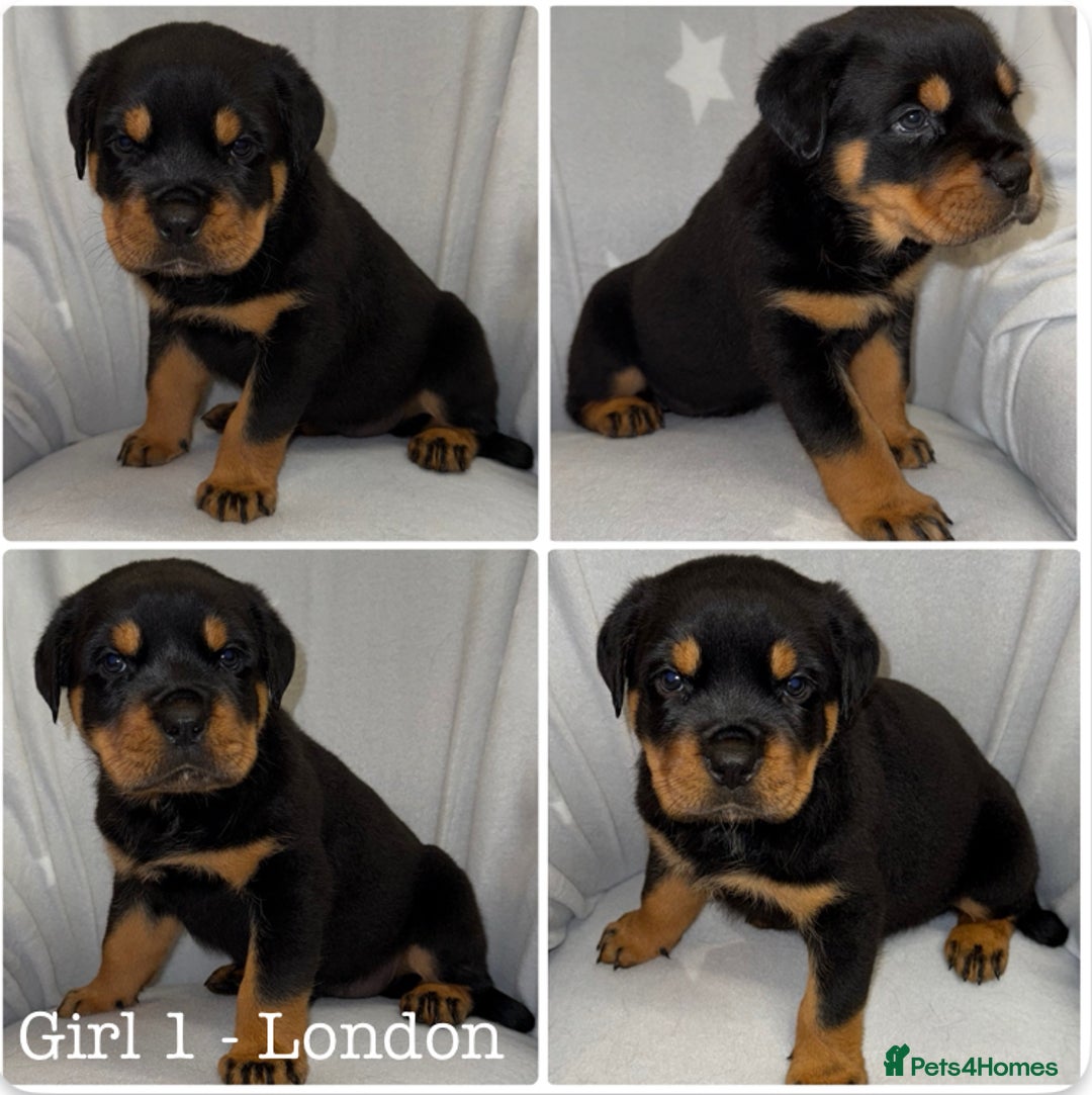 Rottweiler dogs for sale: **Stunning Rottweiler Puppies** - Image 2