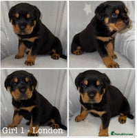 Rottweiler dogs - Advert 4