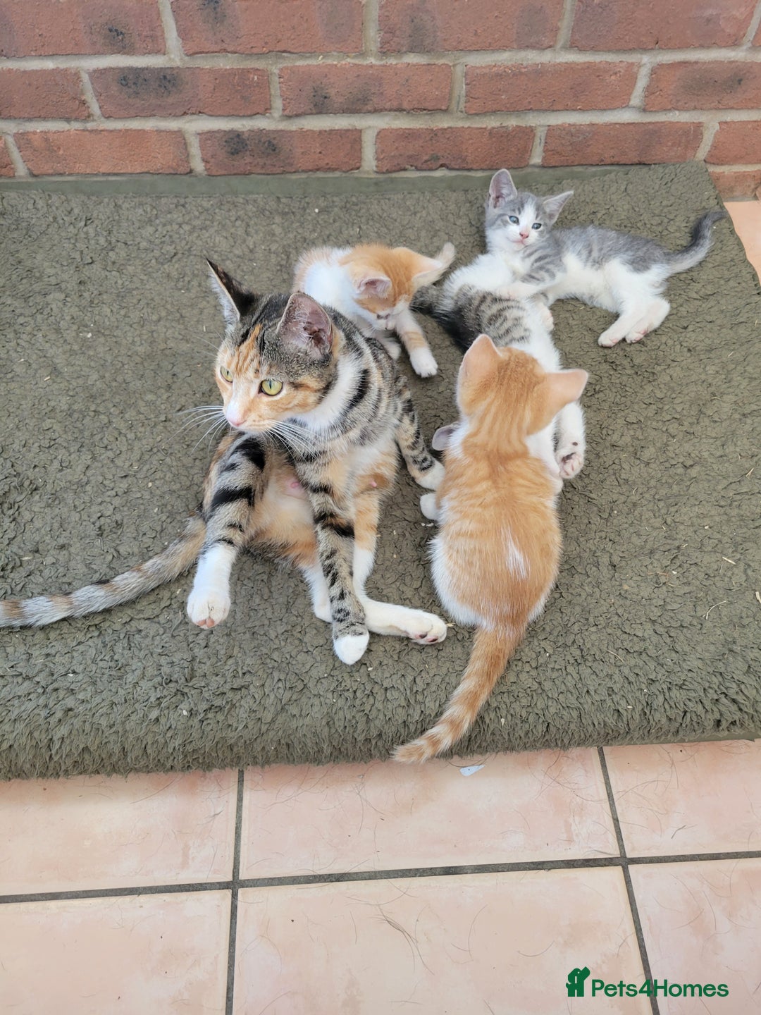 Domestic Shorthair cats for sale: Female kittens - Image 3