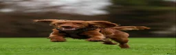 Cockapoo dogs for stud: Male Red Cockapoo Stud in Coventry - Advert 8
