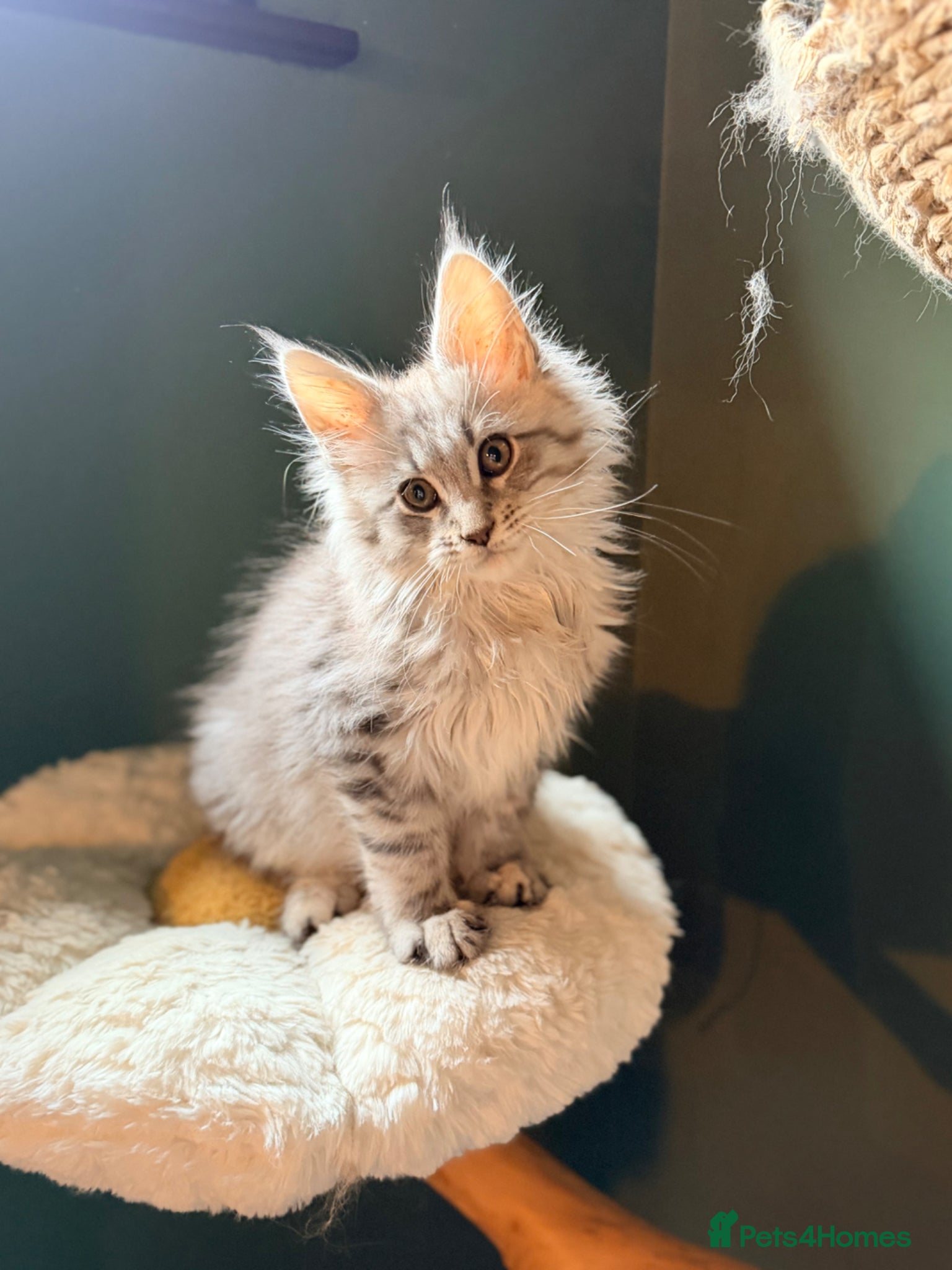 Maine Coon cats TICA registered Maine Coon kittens - Advert 16