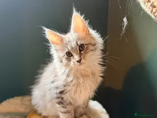 Maine Coon cats TICA registered Maine Coon kittens - Advert 16