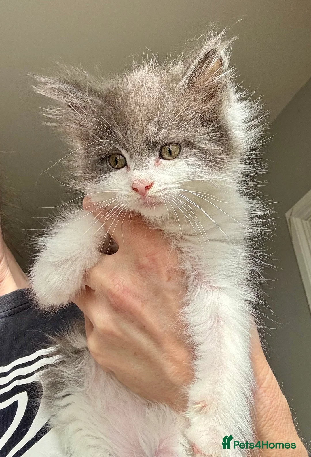 Mixed Breed cats for sale: Maine coon cross ragdoll kittens  - Advert 2