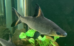 Sharks fish for sale: XL Silver Sharks for tropical aquarium - Image 2
