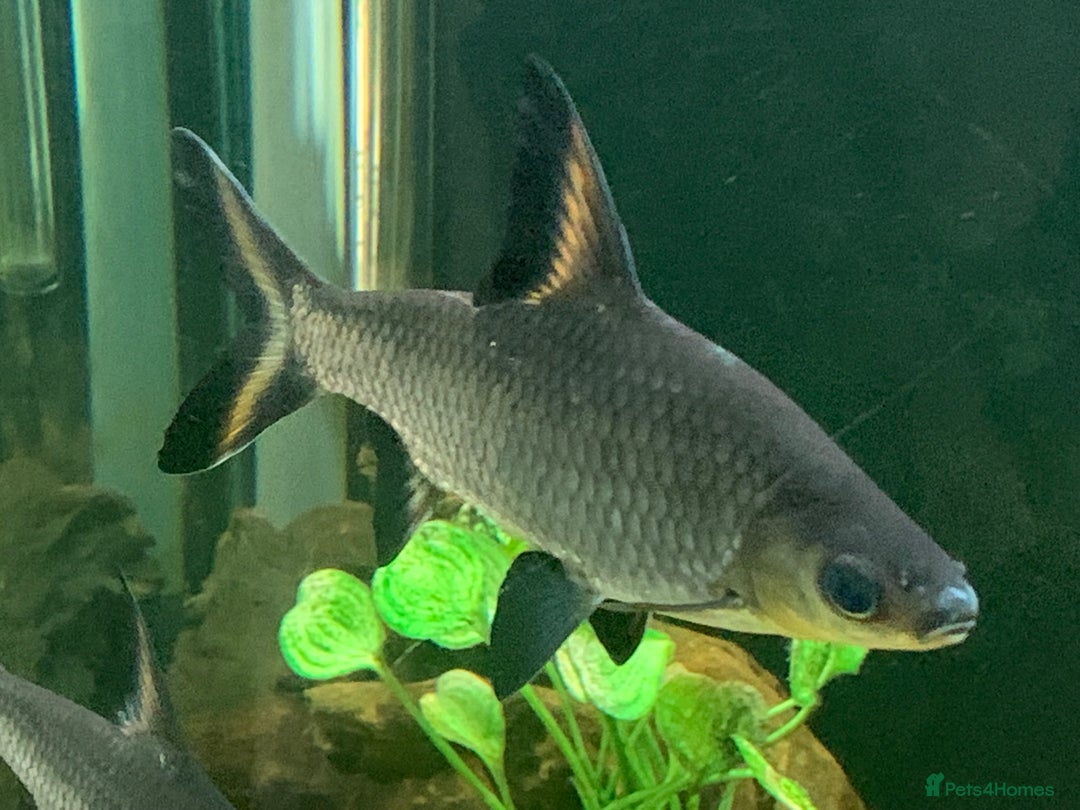 Sharks fish for sale: XL Silver Sharks for tropical aquarium - Image 2