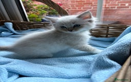 Ragdoll cats for sale: One gorgeous boy,  Luxury pedigree. - Image 21