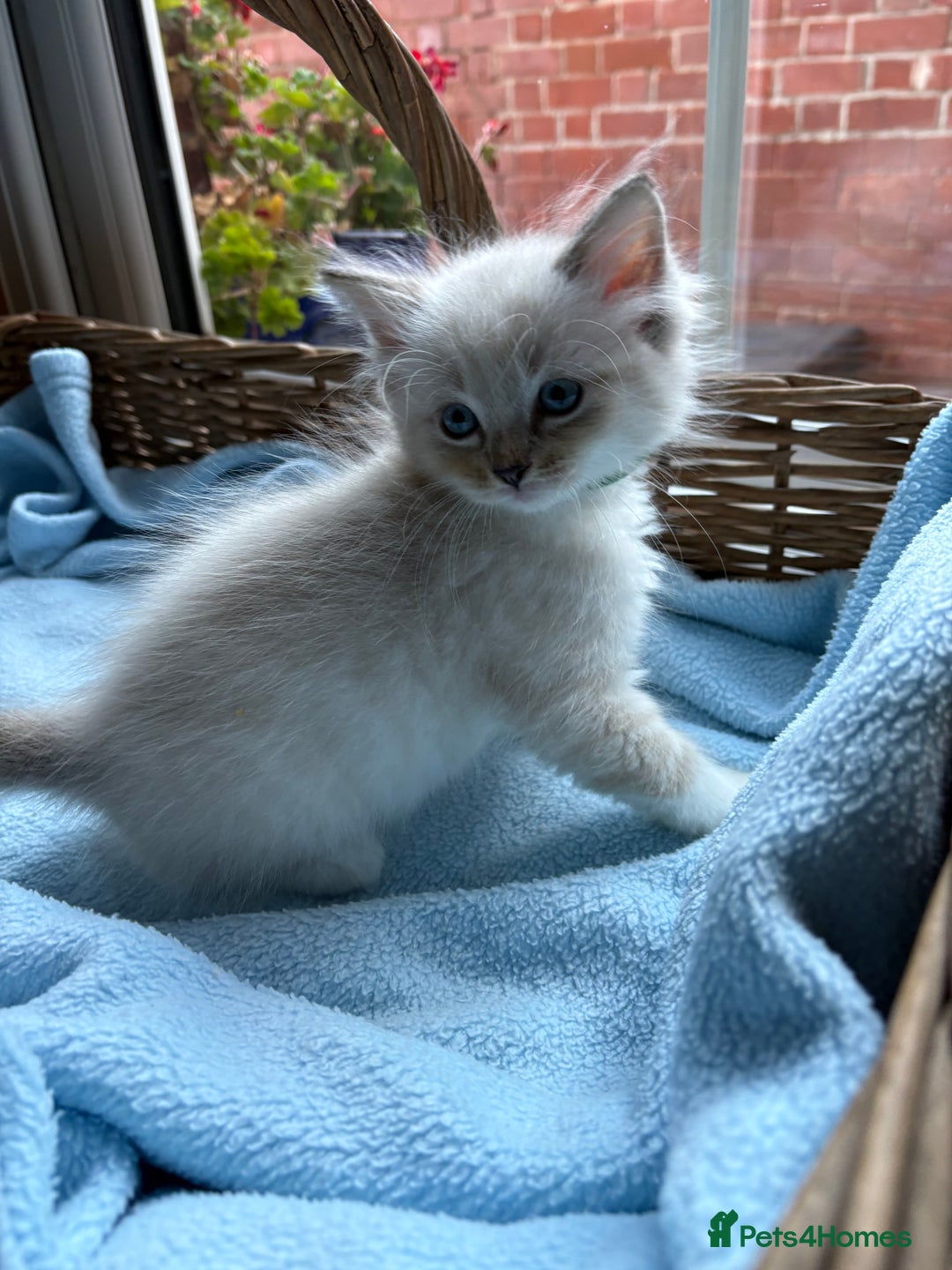 Ragdoll cats for sale: One gorgeous boy,  Luxury pedigree. - Image 21