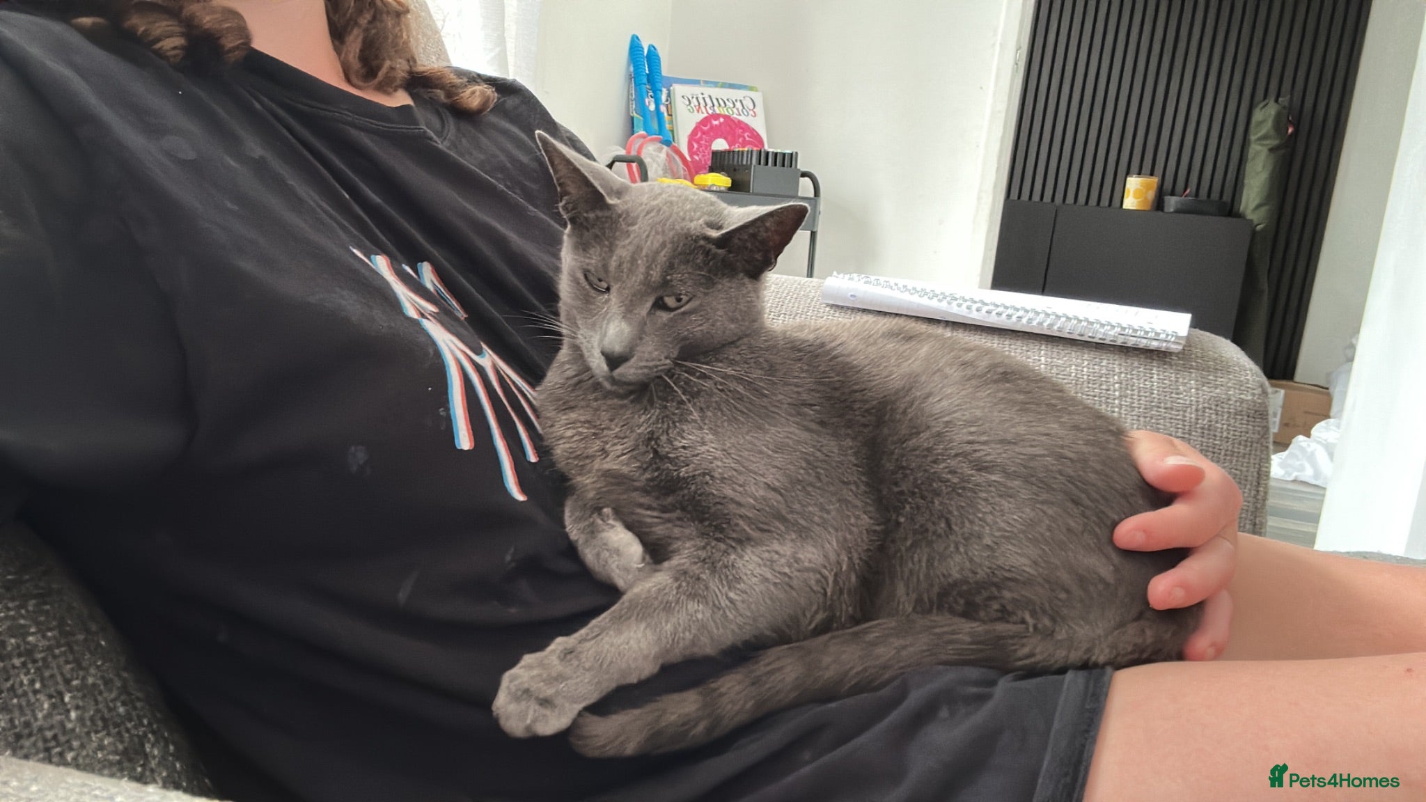 Russian Blue cats New home needed  - Advert 16