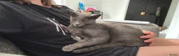 Russian Blue cats for sale: New home needed  - Advert 1