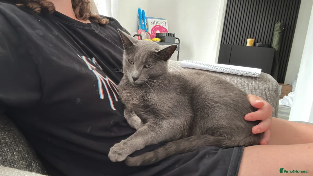 Russian Blue cats for sale: New home needed  - Advert 1