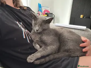 Russian Blue cats New home needed - Advert 7